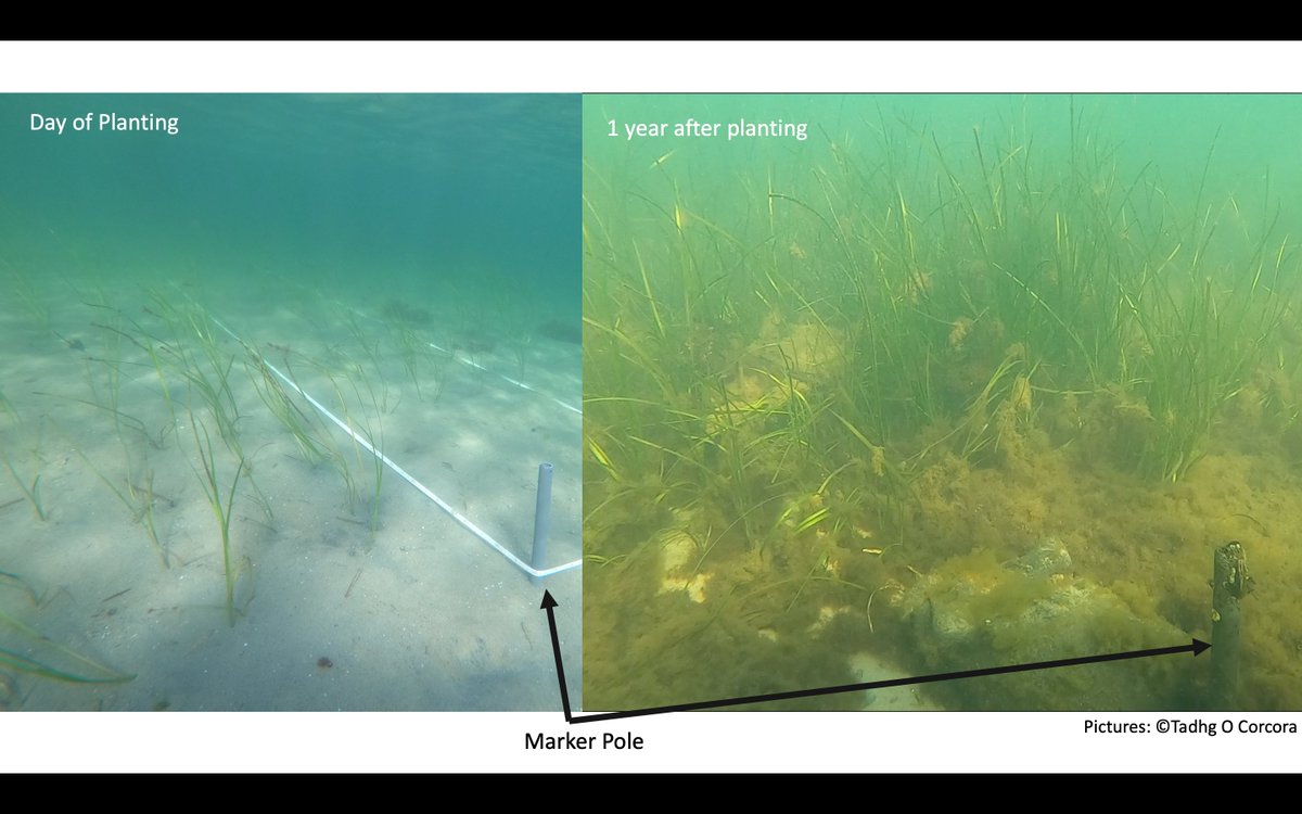 Tadhg O Corcora (@tocorcora) on Twitter photo Last day of (intense) fieldwork for 2022 yesterday with @MarineEvolEcol and <a href="/DeepseaSlug/">Angela Stevenson</a> amongst others. Very satisfying to be able to visualise this development of shoot density over one year in our <a href="/SeaStoreBaltic/">SeaStore - Diversity Enhancement Through Seagrass</a> seagrass restoration site in Kiel. Last day of (intense) fieldwork for 2022 yesterday with @MarineEvolEcol and <a href="/DeepseaSlug/">Angela Stevenson</a> amongst others. Very satisfying to be able to visualise this development of shoot density over one year in our <a href="/SeaStoreBaltic/">SeaStore - Diversity Enhancement Through Seagrass</a> seagrass restoration site in Kiel.