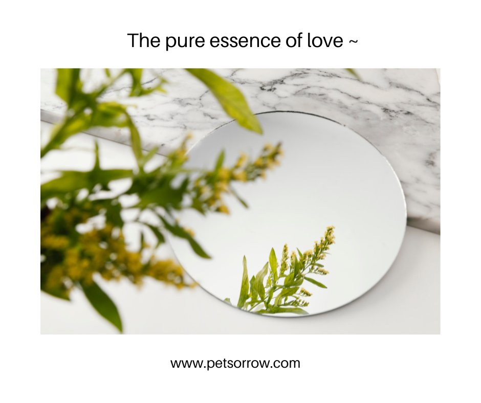 Grief mirrors love.
In its depth...
In its vastness...
In its foreverness...
We often grieve as we loved.
Fiercely &amp; open-heartedly ~ @empoweredthroughgrief.com 🦋

#petlossgrief #healingsolutionsforpetloss #griefandloss