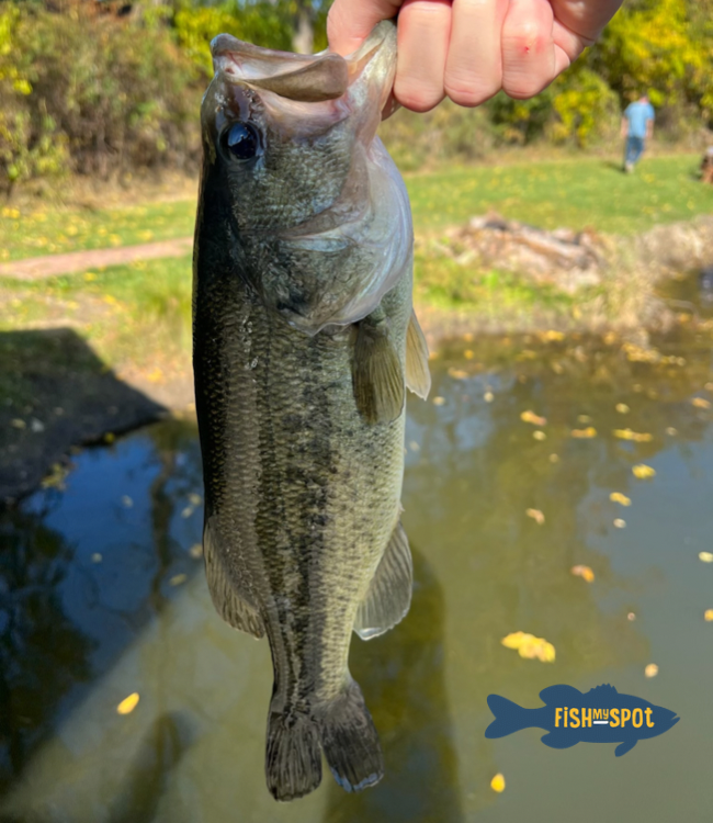 #CatchOfTheDay    Check out this largemouth Logan caught while at Trophy Fishing in Green. 👍

#nicesized #largemouth #fishmyspot #gofish #fishing #privatefishing #pondfishing #picoftheday #picoftheweek #summitohio #ohiofishing #midwestfishing #catchfish #catching #fallfishing