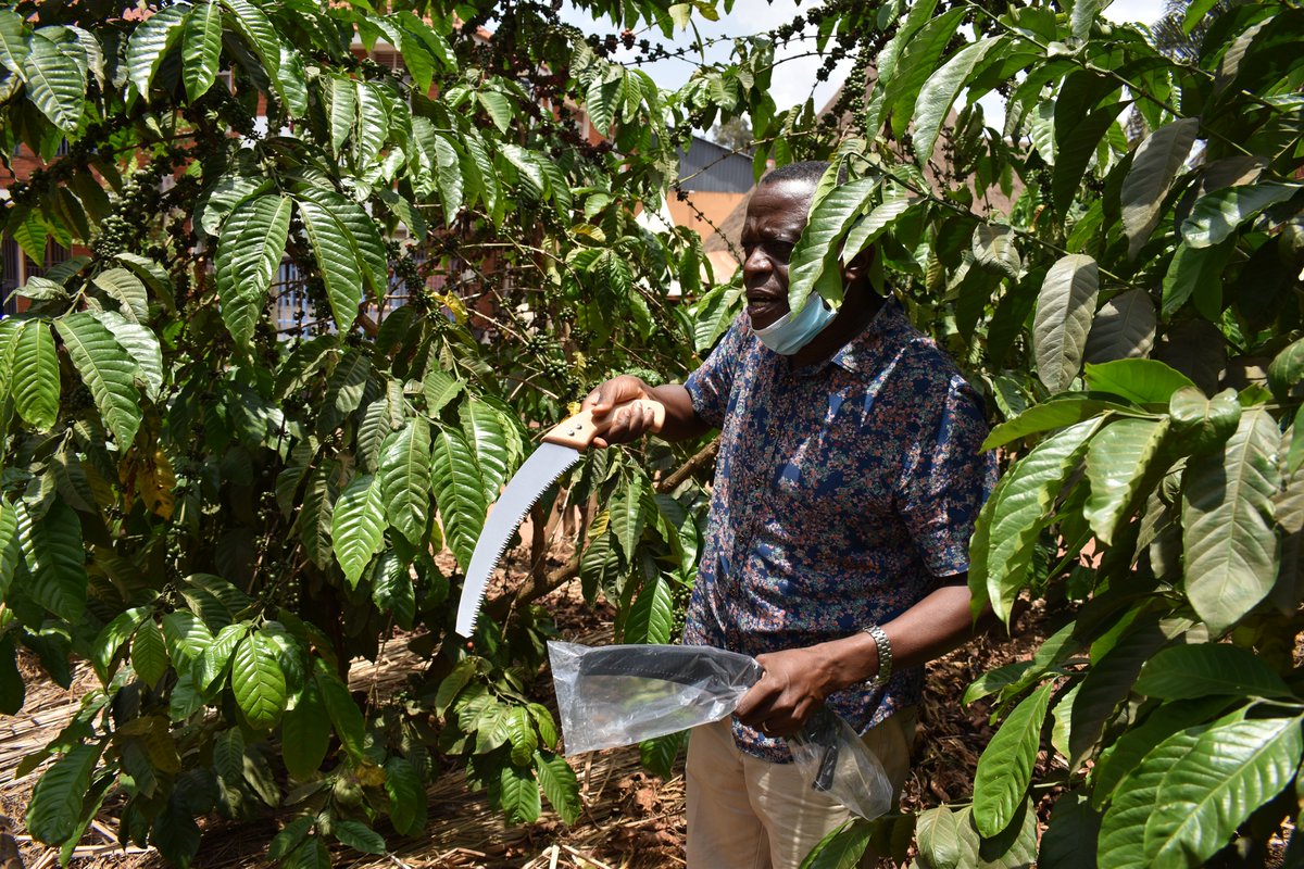 MAAIF_Coffee Production & Development Dept tweet media