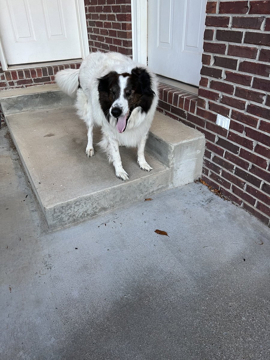 Bear Allen is always happy after having a grooming appointment with Mrs. Katie Hickman’s class!  He says, “PHS FFA rocks!”