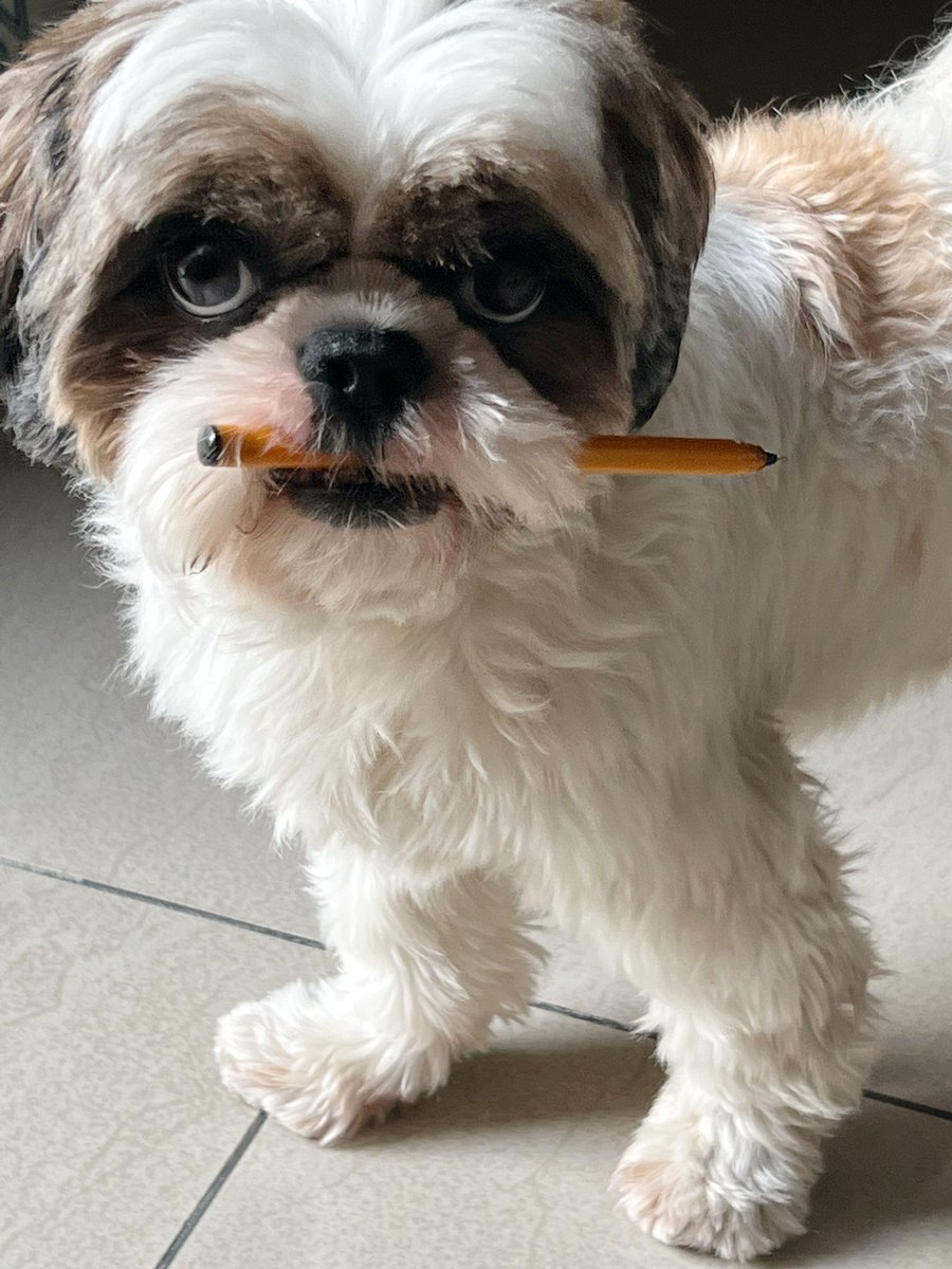 HopeTheShihTzu's tweet photo. And that's how I blackmail my parents to get treats! 

Shot by @ankitagrawal87 

#shotoniphone #dogstagram #dogstwitter #shihtzu #DogsofTwittter https://t.co/DfDApjbb6R