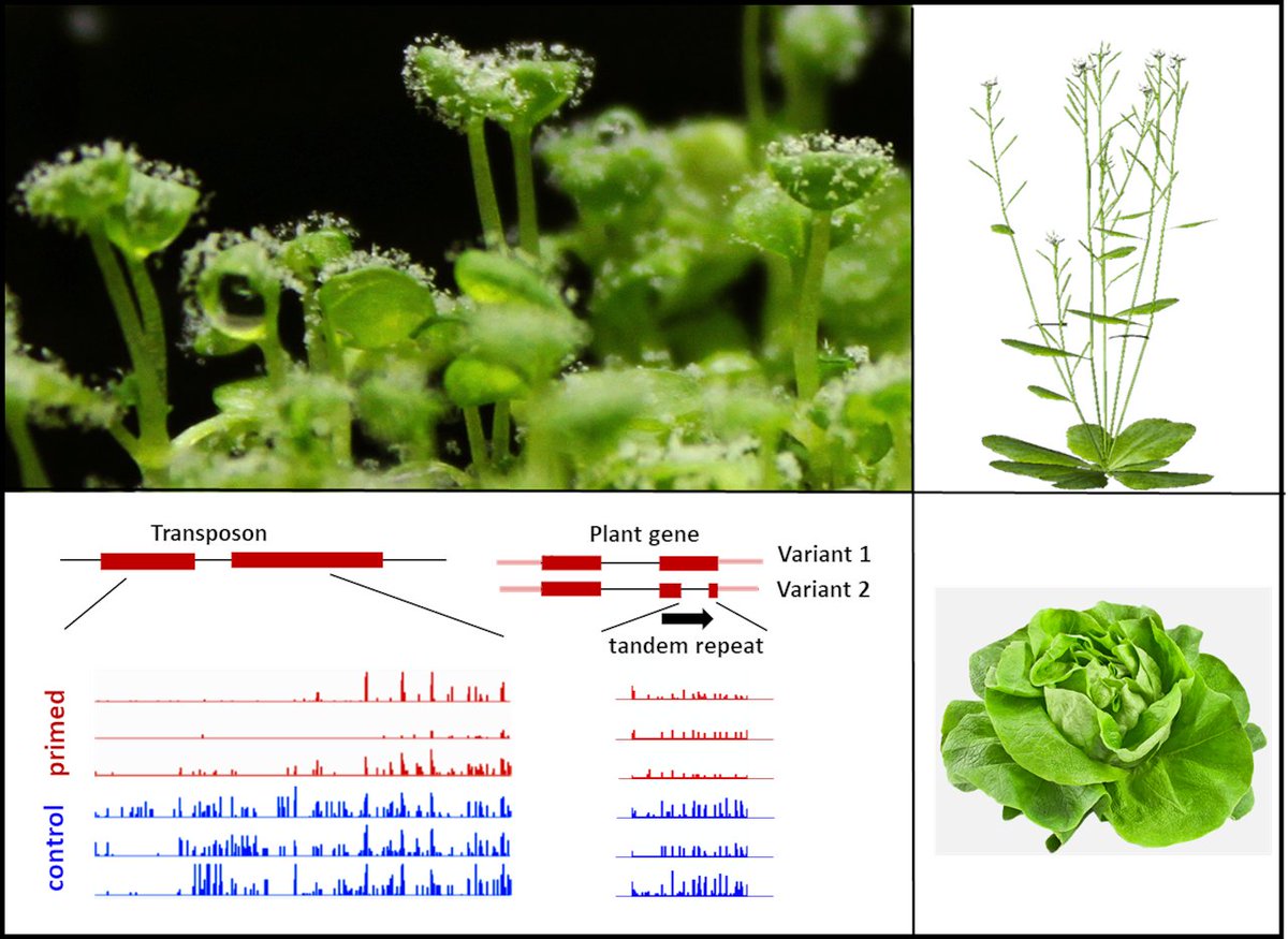 A 4-year postdoc is available @PPS in Sheffield, starting between 1st Jan and 1st Mar 2023. The position is part of a BBSRC-funded project with @enzazaden to study epigenetic immune memory in plants. 

See: jobs.shef.ac.uk/sap/bc/webdynp…

#plantimmunity #epigenetics #MPMI #GARNetweets