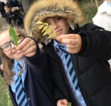 briscoeprimary's tweet photo. Last week in Science, Year 4 went outside to classify leaves. They looked at how many leaves per stem, what the veins look like, the texture and the colour. They were then able to identify the leaves. #scientistsrock https://t.co/dRRw0nljUk