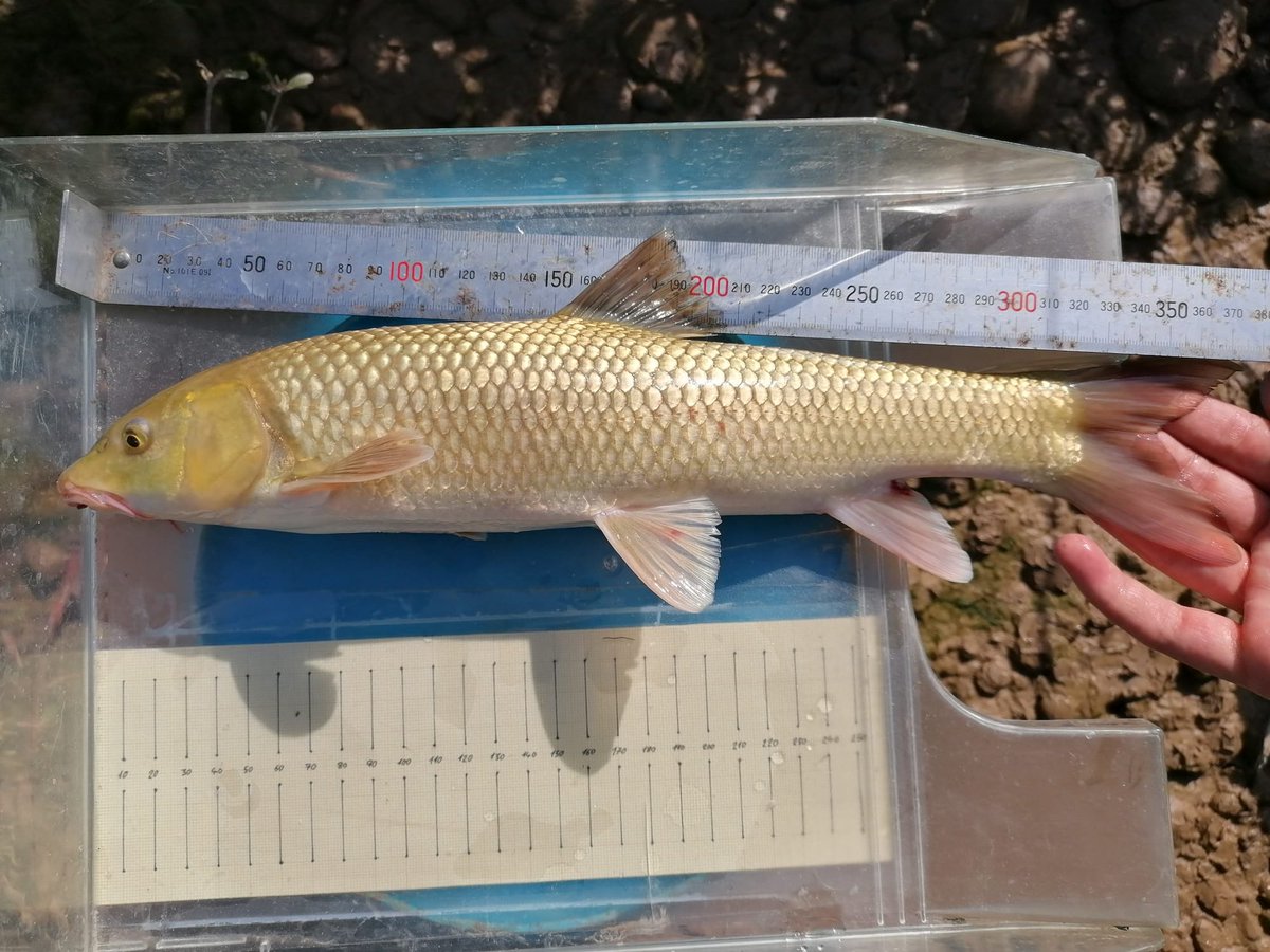 CERM, Centre d'Estudis dels Rius Mediterranis tweet media