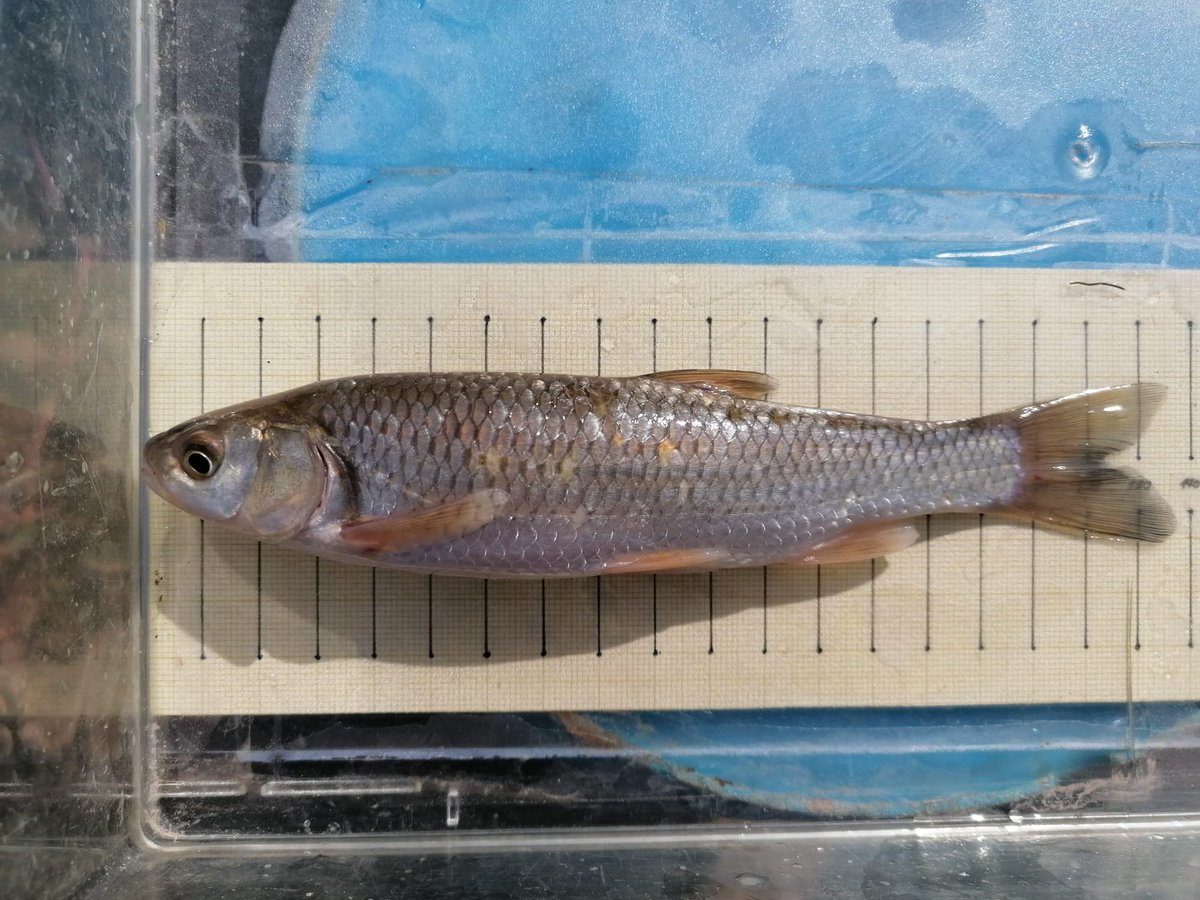 Avui hem anat a veure l'eficàcia dels primers dies de funcionament dels paranys col.locats a la rampa per a peixos de <a href="/MonStBenet/">Món Sant Benet</a>
Èxit total! Hem agafat una vintena de peixos: 13 barbs de l'Ebre, 1 rutil, 1 bagra catalana i 3 crancs vermells americans! 👍🏼🐟💦