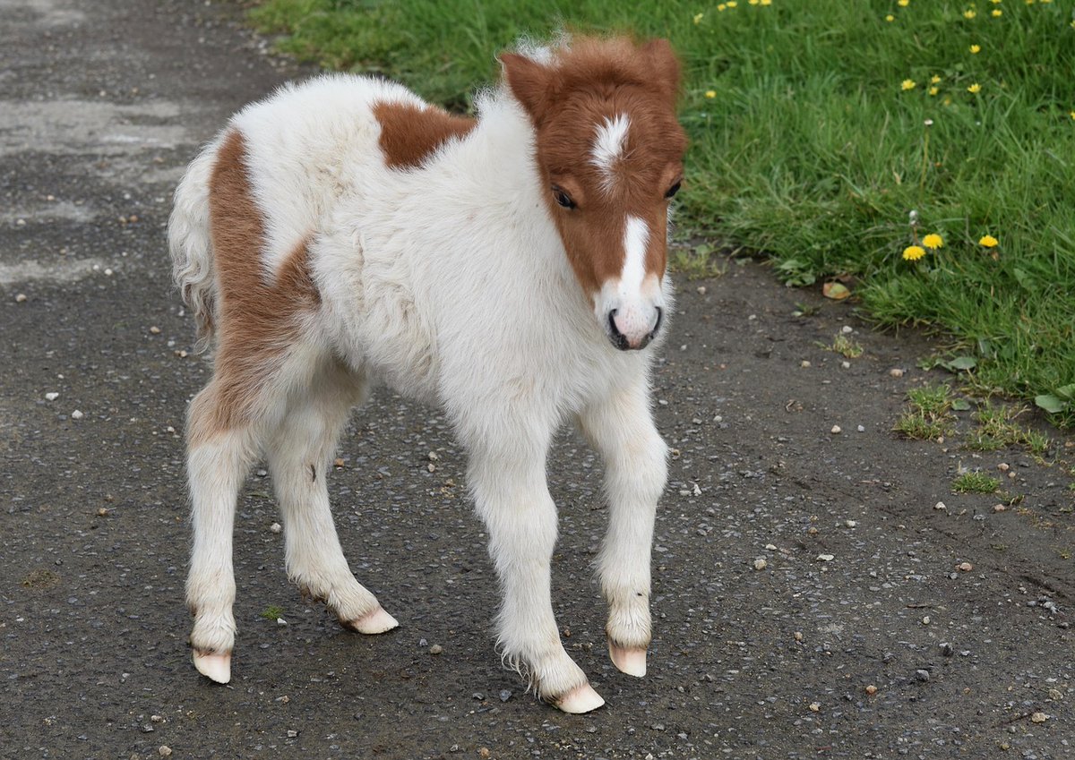 CanadianPenny1's tweet photo. I was just out for a walk and a little boy pointed at me and said "look mommy, a pony!" 😐
What?? Now I'm all self conscious. Do I look like a pony? Note: that's me on the left in case the resemblance is too close 🤷♀️#poniesoftwitter https://t.co/cn4FDeDH5W