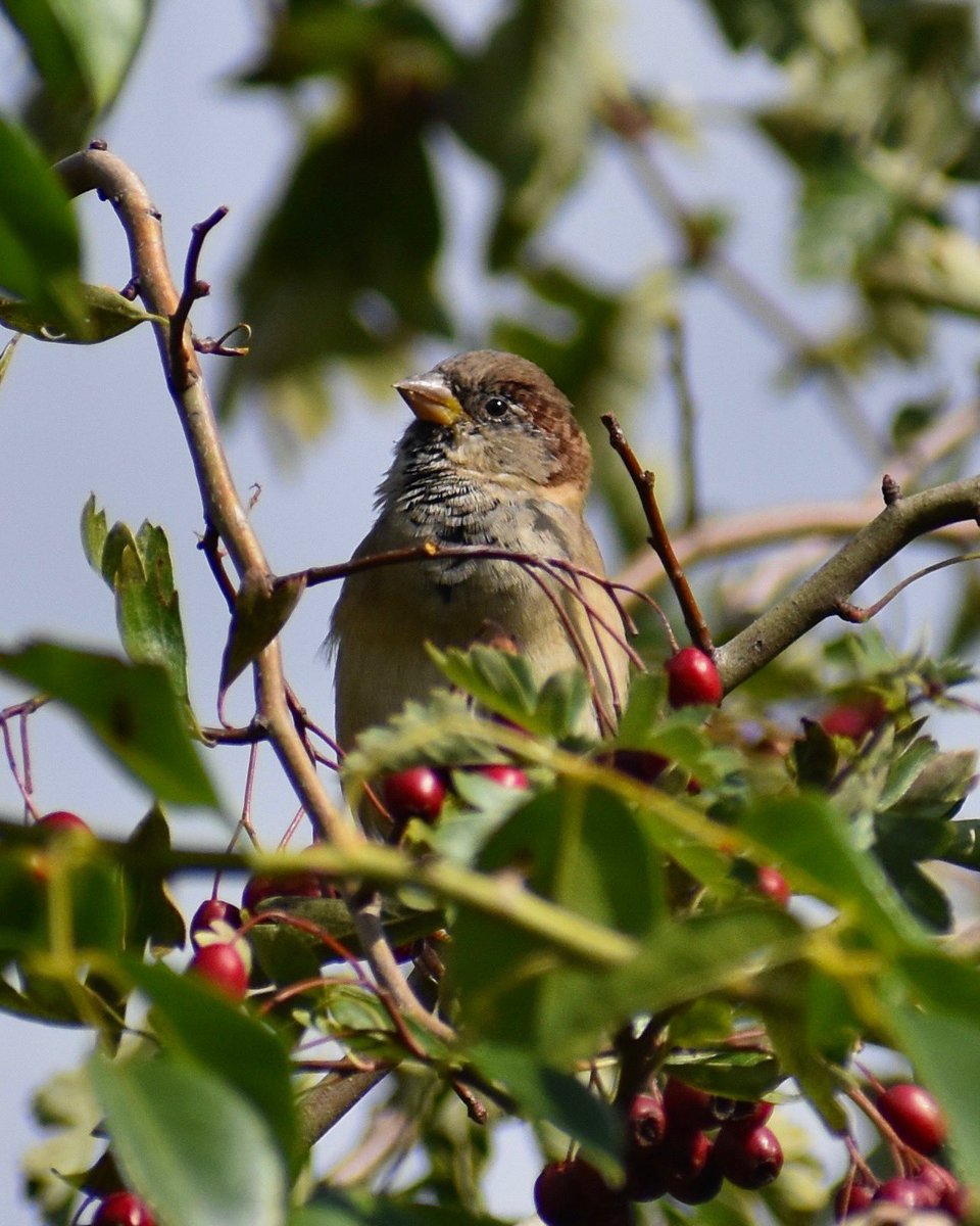 Autumnal looking House Sparrow in Dartington, Devon, UK #birds #birdphotography #birdwatching #TwitterNatureCommunity