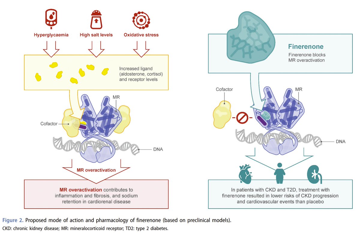 edgarvlermamd's tweet photo. Finerenone: a mineralocorticoid receptor antagonist for the treatment of chronic kidney disease associated with type 2 diabetes ca. 2022 #Nephpearls

https://t.co/uzMpy4ddWP https://t.co/0XkjlZR9eg