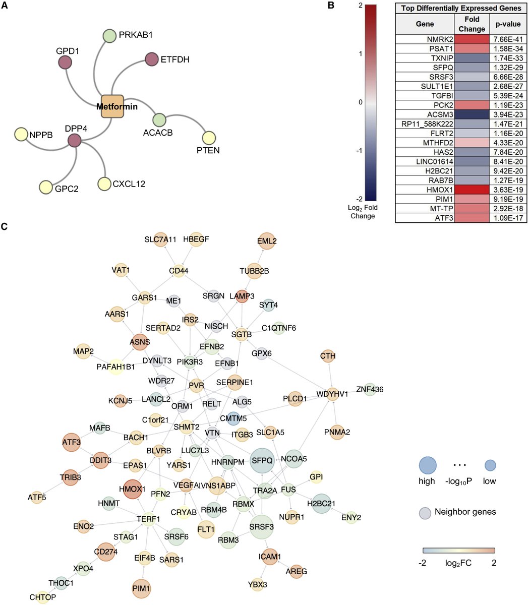 AmitabhCPandey's tweet photo. Can #metformin be helpful in #Afib? @CastrillonJess et al show in @CellRepMed it might. Using #iPSCs &amp; #EHR data combined with #network analysis of #transcriptional changes. Metformin interacts with 30 genes associated with #Afib. https://t.co/HxEJ5E5FMO #Cardiotwitter #systembio https://t.co/ZljUlTvbPa