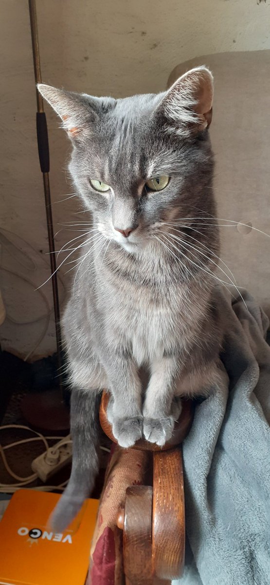 haroldbakker20's tweet photo. Mijn mooie meisje miss gray #CatsOfTwitter #CatsOnTwitter #Katze #cats #missgray https://t.co/WlHbIuGZtN