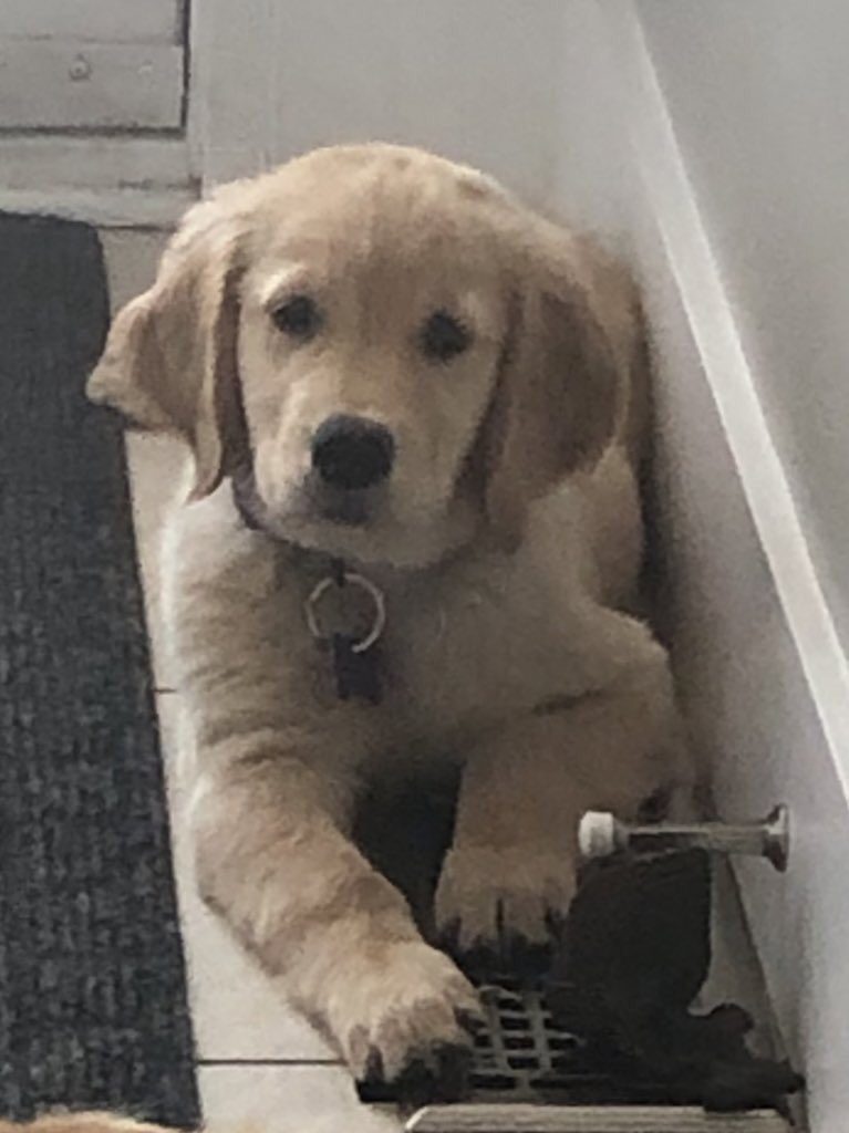 Happy #ThrowbackThursday! It’s a rainy day. Bummer. Bowie and I are going for a walk and then we are going to plan some shenanigans. I have a feeling trouble is in our future! In the mean time…who is who?#dogsoftwitter #thursdaymorning #bennyandbowie #twins #puppy #goldens