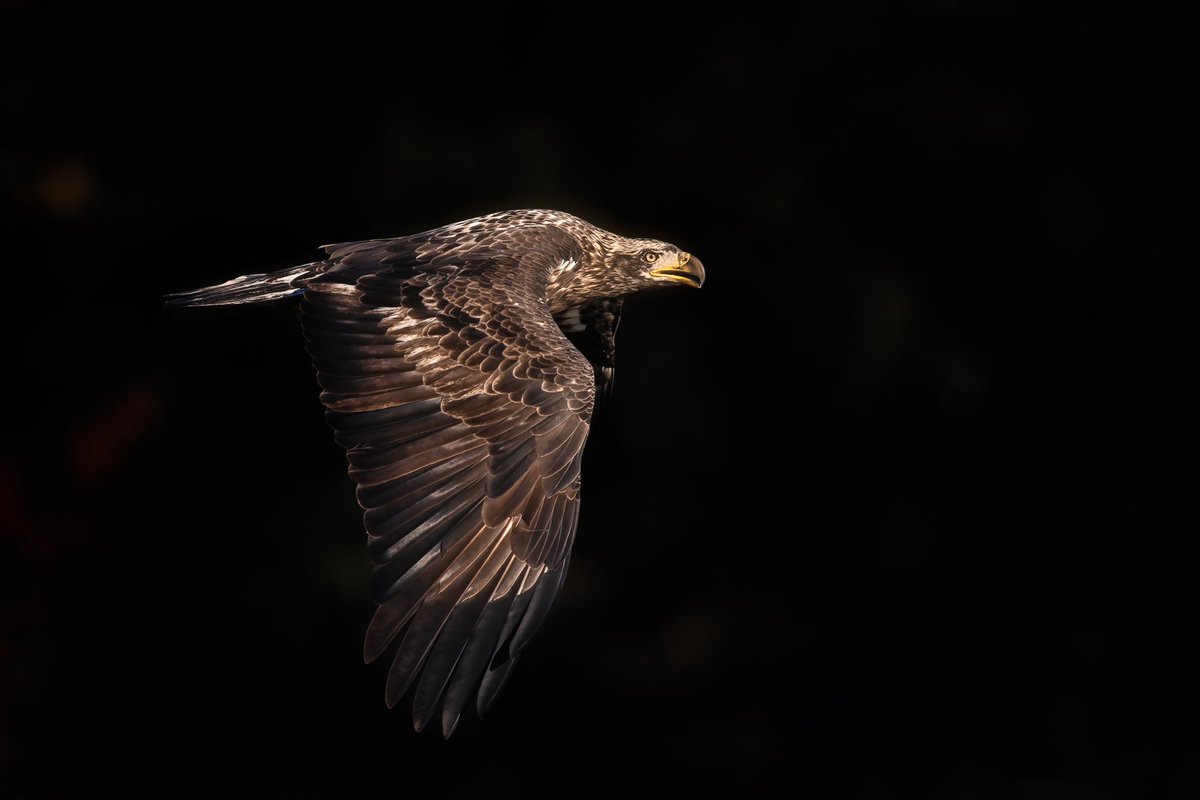 Flying Light

#photo #photography #photooftheday #photographylovers #beautiful #picoftheday #canon #travel #optoutside #animal #animals #canonfavpic #nature #naturephotography #naturelovers #naturelover #bird #birds #birding #birdwatching #wildlife #eagle #baldeagle
