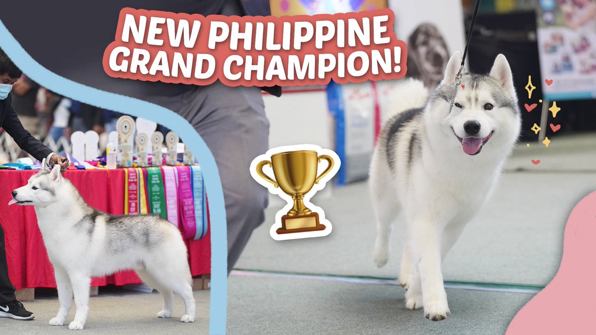*NEW UPLOAD* 🏆🐕 
FINALLY Grand Champion na si Henri natin!

YT Link: youtu.be/BRurr3Cj6no