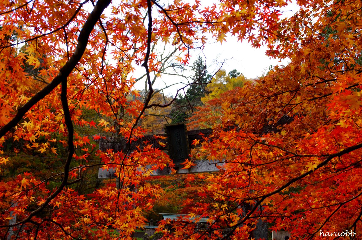 古峯神社（栃木県鹿沼市） 11月になれば、こんな風景が見れる。 真っ赤に染まった紅葉があちらこちらで見る事が出来る。 神社の庭園も何とも言えない美しさ。 こちらの御朱印にも注目してみるとGOOD 行ったことない方は、是非行ってみると良いと思います