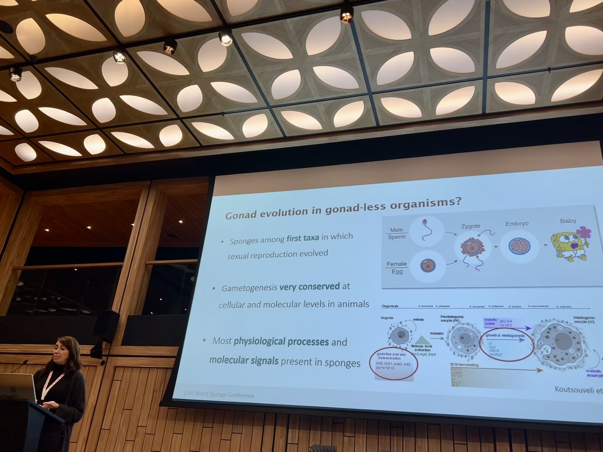 Sponge_2022 tweet media