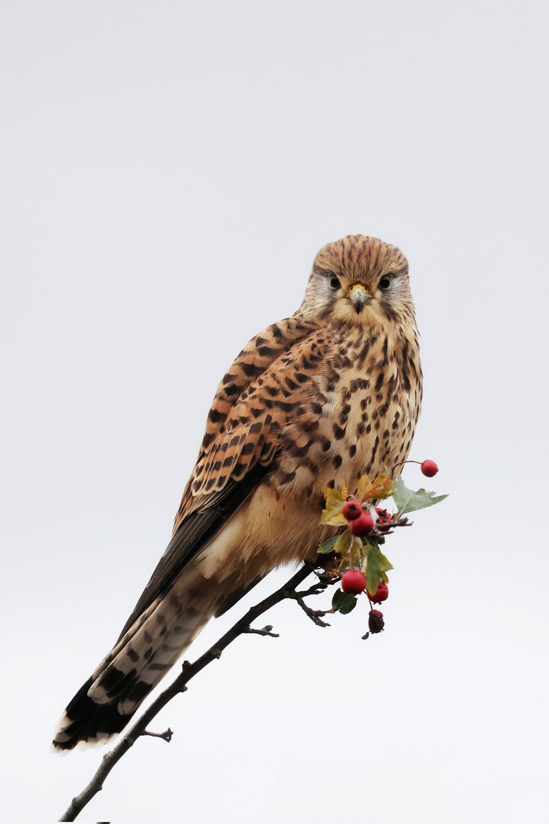Spending the past 9 months around these wild kestrels and their young has its perks. Unrivalled trust let's you get so close they can look into your soul. <a href="/ChrisGPackham/">Chris Packham</a> <a href="/theroyalparks/">The Royal Parks</a> <a href="/Natures_Voice/">RSPB</a> #bushypark #BirdsOfPrey #TwitterNaturecommunity