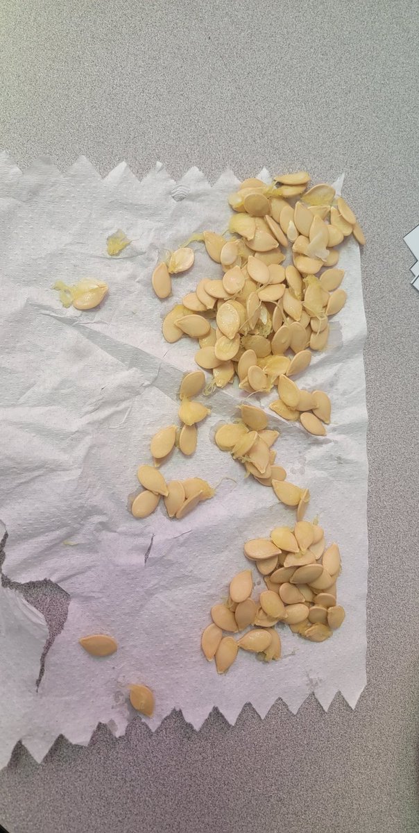 AliciaHaas1's tweet photo. How many pumpkin seeds???? @ericargray did some math today to figure out the answer. Let's see if you can figure out the right answer #ccesdukes #cucps #wearecucps https://t.co/pVgey3Z3Af