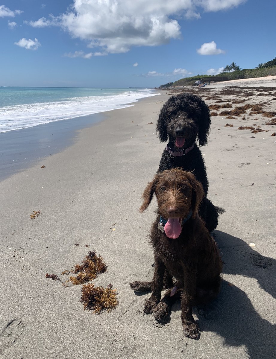 JupiterDogBeach's tweet photo. ♥  We love doodles! Older sister Remy showing baby bro Parker the ropes at Jupiter Dog Beach. ♥ 

#jupiterflorida #jupiter #junobeach #dogbeach #doglovers #saveourbeach #dogdays #trashcleanup #nomoretrash https://t.co/Ot2cpHHCDx