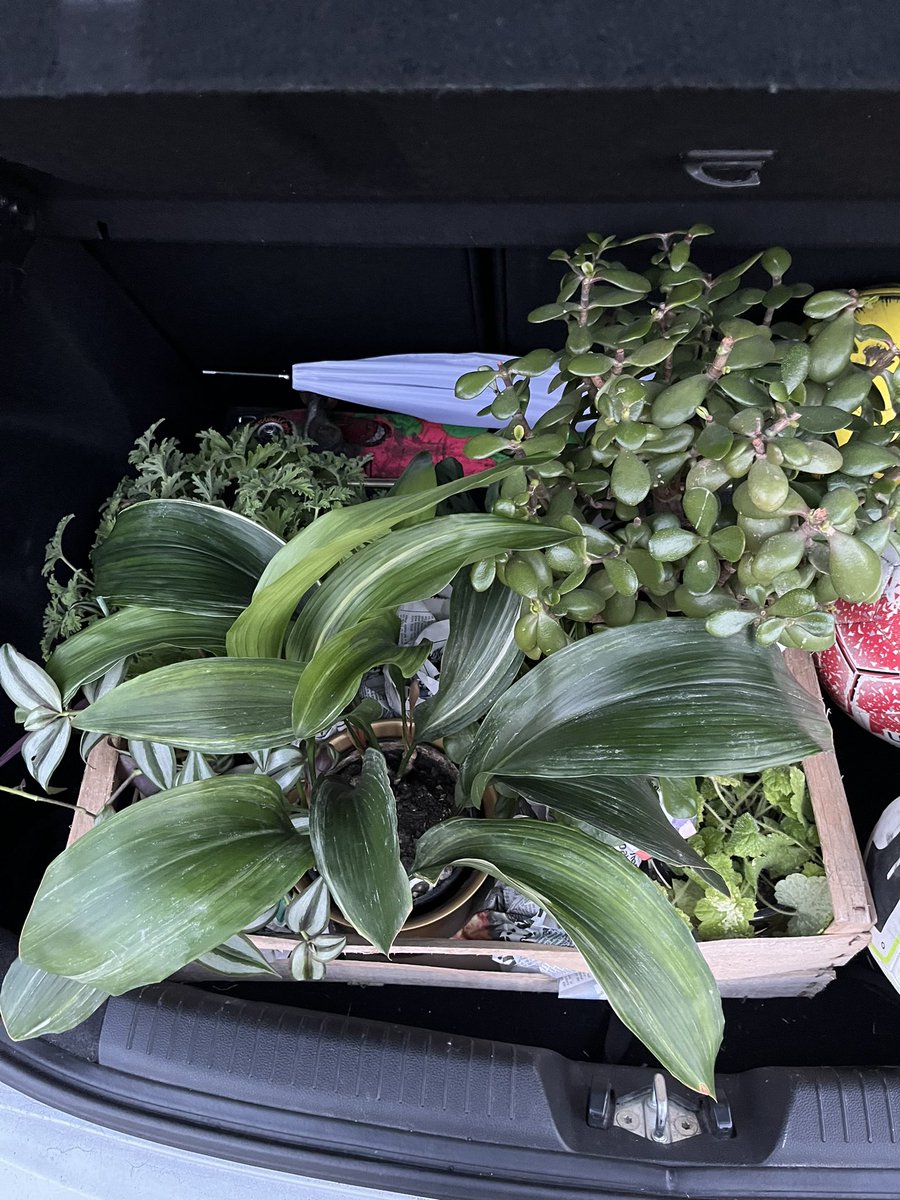 JoeBeddo's tweet photo. I was gifted 6 plants today. I guess this is growing up https://t.co/LjFWheGfzq