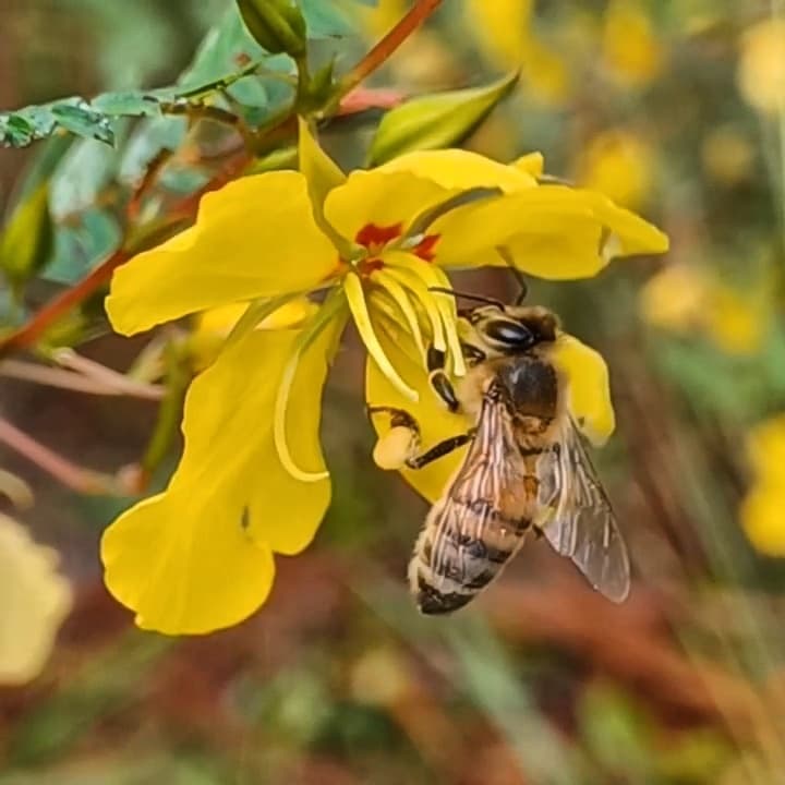 A bee on a pea! 🐝 Western Honey Bee (Apis mellifera) + Partridge Pea (Chamaecrista fasciculata).