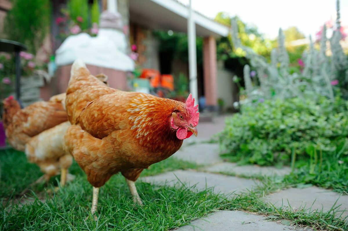 PropertiesByDan's tweet photo. You’ll learn about the different types of chickens, what type of housing they need, what kind of feed they eat, and more. https://t.co/zlD1c8DMDB https://t.co/zB2A7MiO4Q