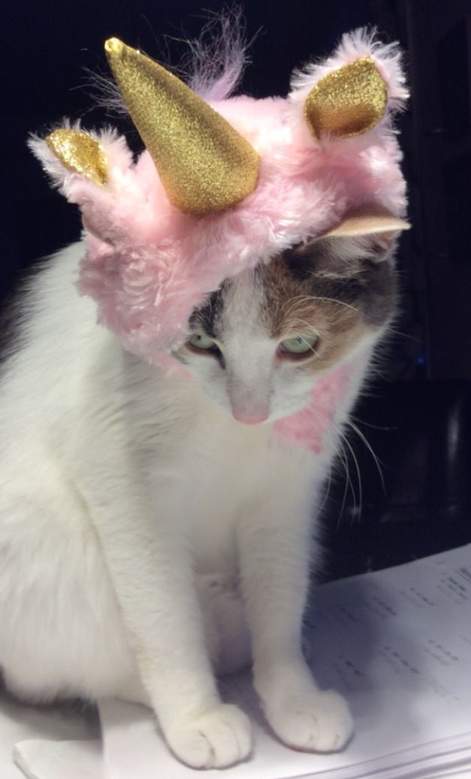 Our next entry in our Halloween Pet Costume contest is Developmental Psych Grad Student, Nadine Ghanem, and her adorable kitty, Simsim. Too cute...😻
