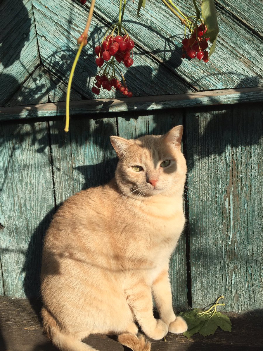 KoshacheZarstvo's tweet image. Антоша желает вам всем доброй ночи и напоминает,что продолжается сбор помощи для покупки корма,лекарств и оплаты дома. 
#котик #помощьбездомнымживотным