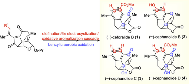 New in #OrgLett: Total Synthesis of (–)-Ceforalide B and (–)-Cephanolides B–D, by Hu and colleagues, presenting a new divergent strategy for flexible access to ring A and three C13–C15 substituent patterns. Learn more here: pubs.acs.org/doi/10.1021/ac…