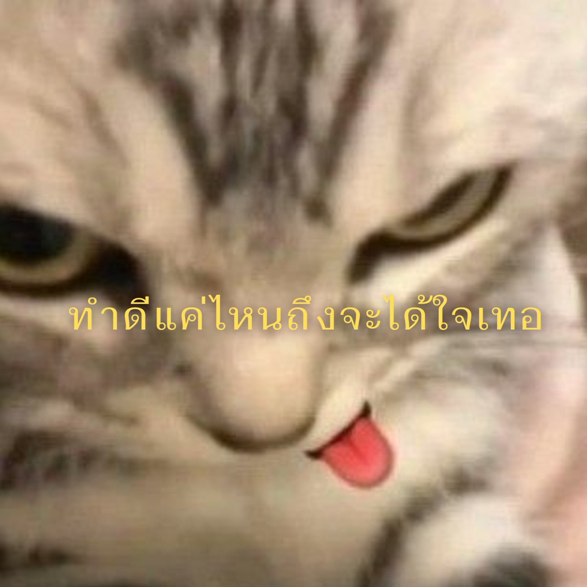 ปลาน่ารักกว่าแมวอีก tweet media