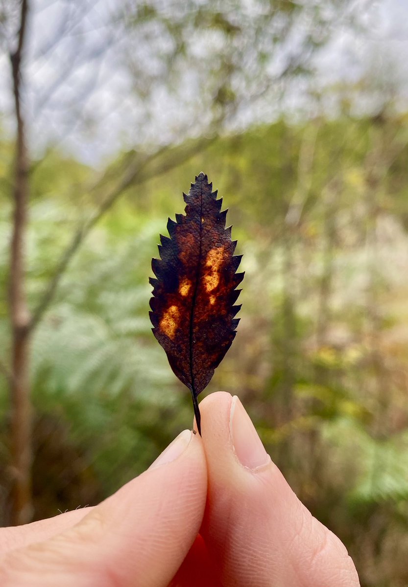 Day 8 of a leaf a day: to me this rowan looks like the embers of a campfire at the end of the night. Dark, warm, cosy. I love it 😍 🔥 #LeafRelief