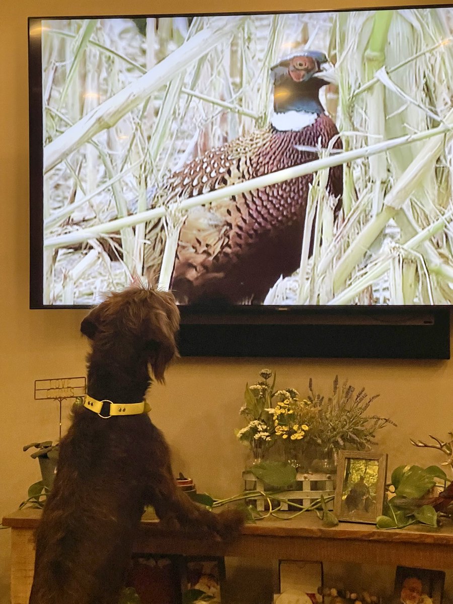 mndnr's tweet photo. Are you excited for pheasant hunting opener this weekend? Max sure is!
Max is DNR Assistant Commissioner Bob Meier’s 1.5 yr old Pudelpointer and he’s been watching training videos as part of his prep for Saturday. Good luck, hunters! #HuntMN #MNGPO2022 https://t.co/7djm0Pa5bZ