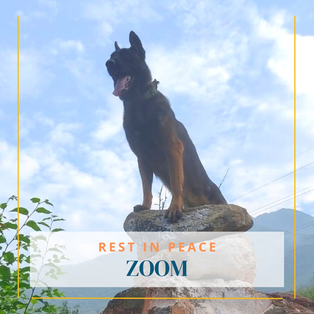 anjaan_sivaa's tweet photo. ஆழ்ந்த இரங்கல்.! வீரர்களுக்கு மரணமே இல்லை.! ZOOM 🇮🇳
#IndianArmy #ArmyDog #Zoom #Zoomdog #Kashmir #RIPZoom https://t.co/wLAof2iZIt