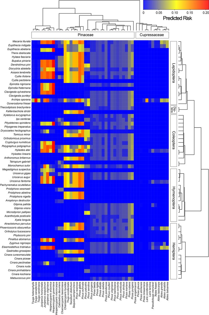 ESAApplications's tweet photo. New in @ESAApplications:
Phylogenetic risk assessment is robust for forecasting the impact of European insects on North American conifers
https://t.co/EDJRaijawX
With #OpenData in @USGS' #ScienceBase
#Phylogenies #InvasiveSpecies #HerbivorousInsects #RiskAnalysis https://t.co/PX8tPUnkKN