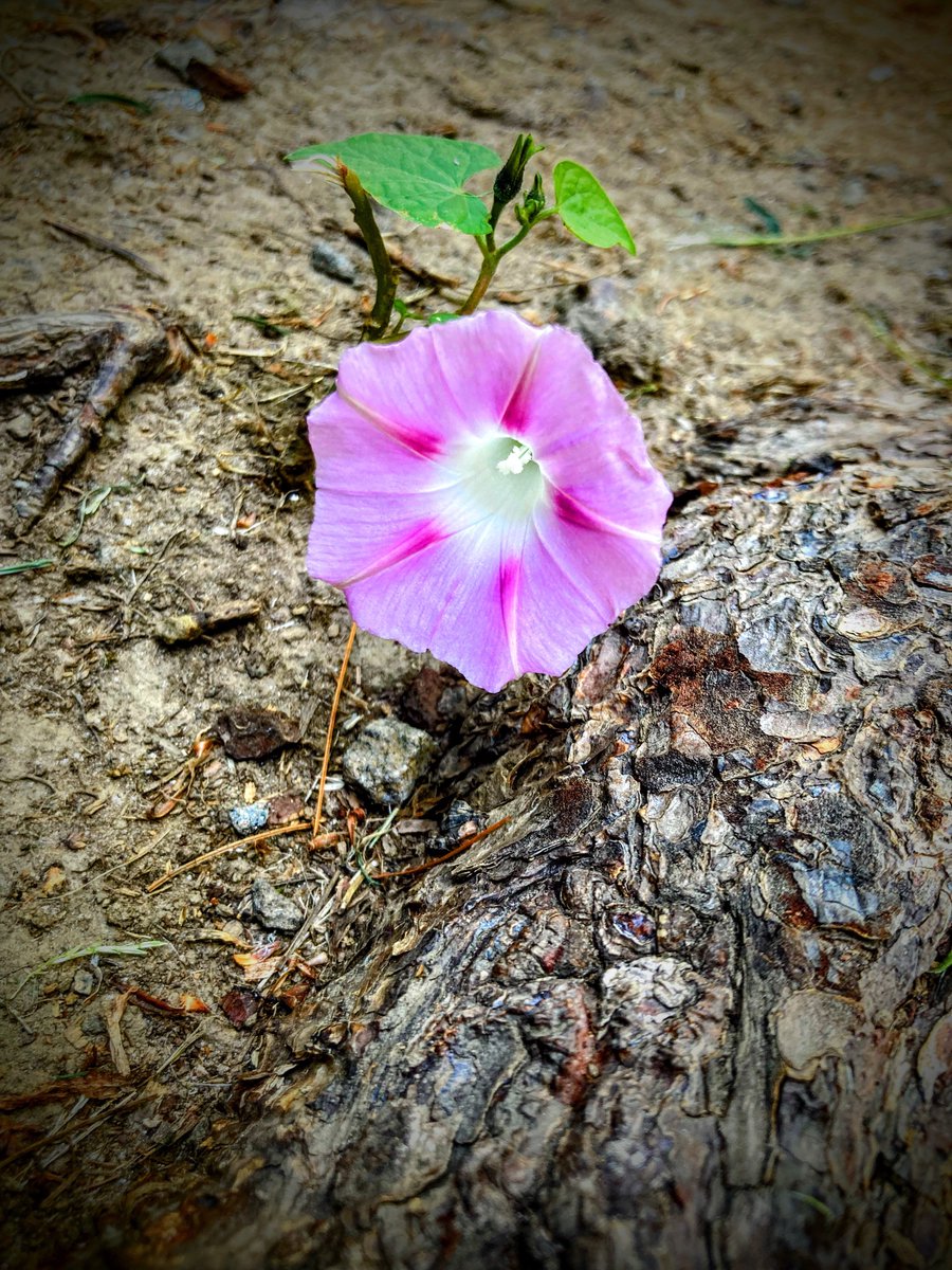 InfinitDesign3r's tweet image. $myferrethatesu random lone flower and collage for luck 🍀 @CashApp #art #luckyday