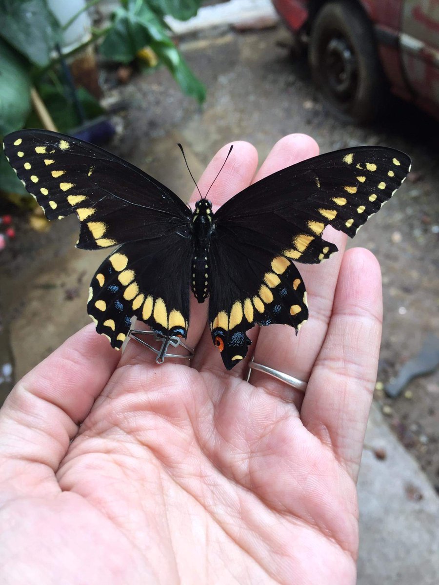 kathiis__'s tweet photo. Pierde los temores y convierte en mariposas las serpientes https://t.co/WVrHXjShC4