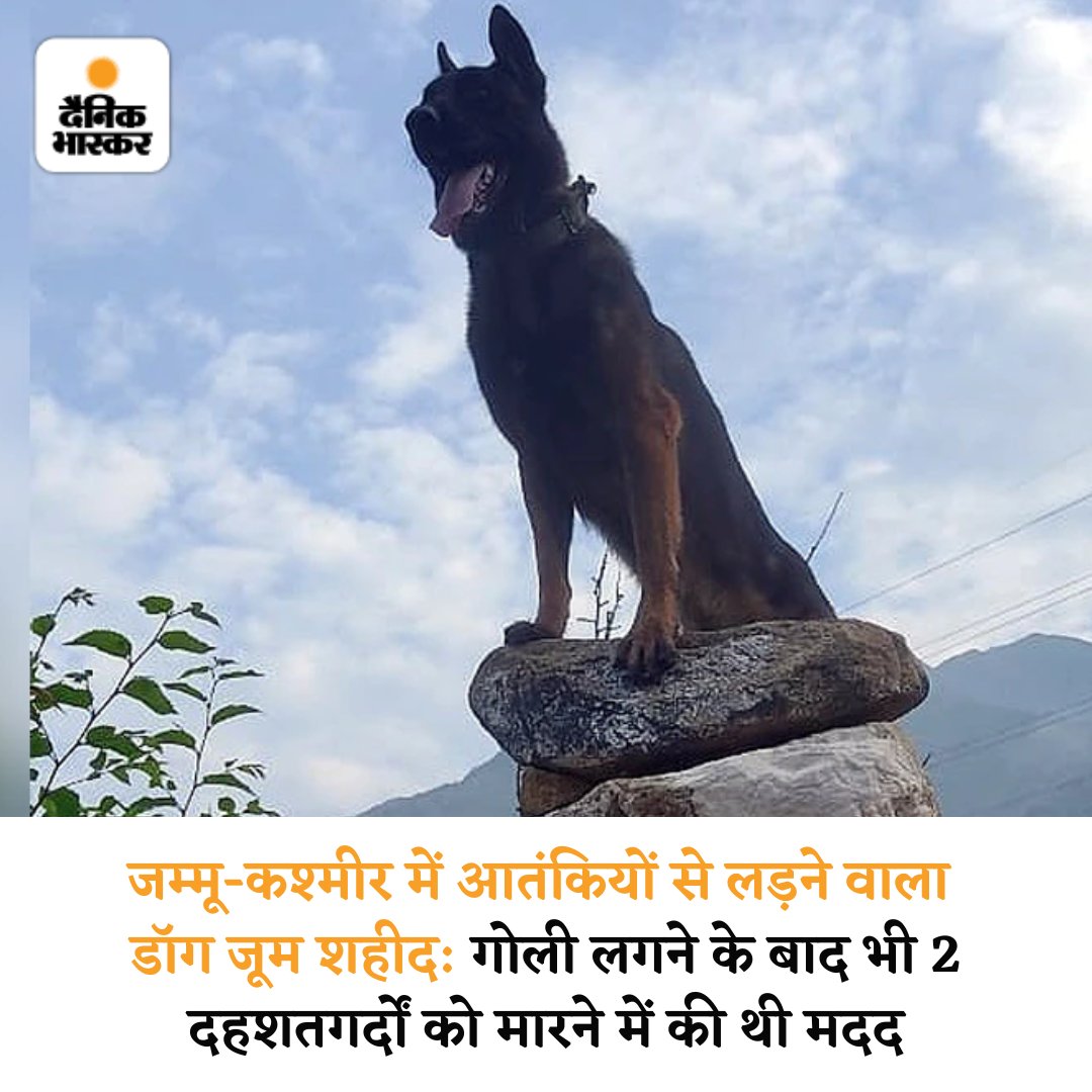 DainikBhaskar's tweet photo. जम्मू-कश्मीर के अनंतनाग में सोमवार को आतंकियों के साथ हुई मुठभेड़ में घायल सेना के असॉल्ट डॉग जूम ने गुरुवार दोपहर 12 बजे आखिरी सांस ली। इंडियन आर्मी के चिनार कॉर्प्स के मुताबिक, 9-10 अक्टूबर को सर्च ऑपरेशन चलाया गया था। जूम भी इसका हिस्सा था।
https://t.co/EpkkC3qbwf
#RIPZoom https://t.co/27yzvTDujQ