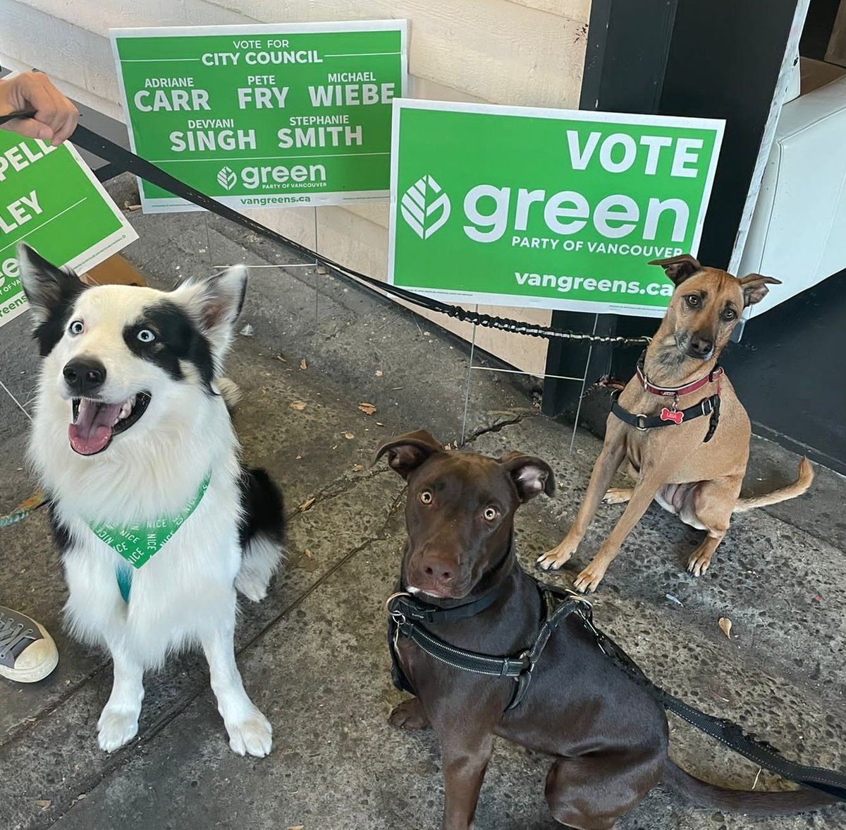 Kumari_Devyani's tweet photo. Zephyrus, Bella and Leia endorse the @VanGreens and encourage you to vote today at the last day for Advance voting.
They believe in a progressive council that will take necessary action for a Green and livable planet (with more access to open spaces)
#pupvote #dogocracy https://t.co/d1RdSqngBs