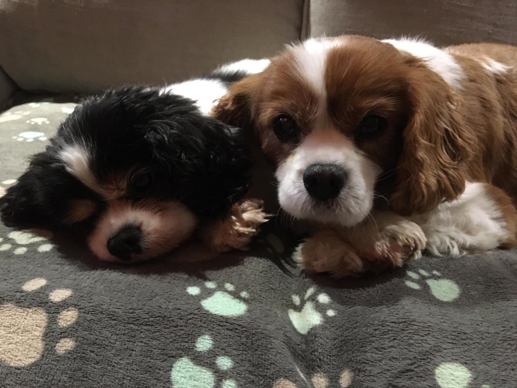 RescueBliss's tweet photo. Love has finally blossomed between Gracie and Monty. Gracie couldnβt resist any longer π₯°
#pensionerpack #foreverfoster #cavpack https://t.co/NEcT56NBFH