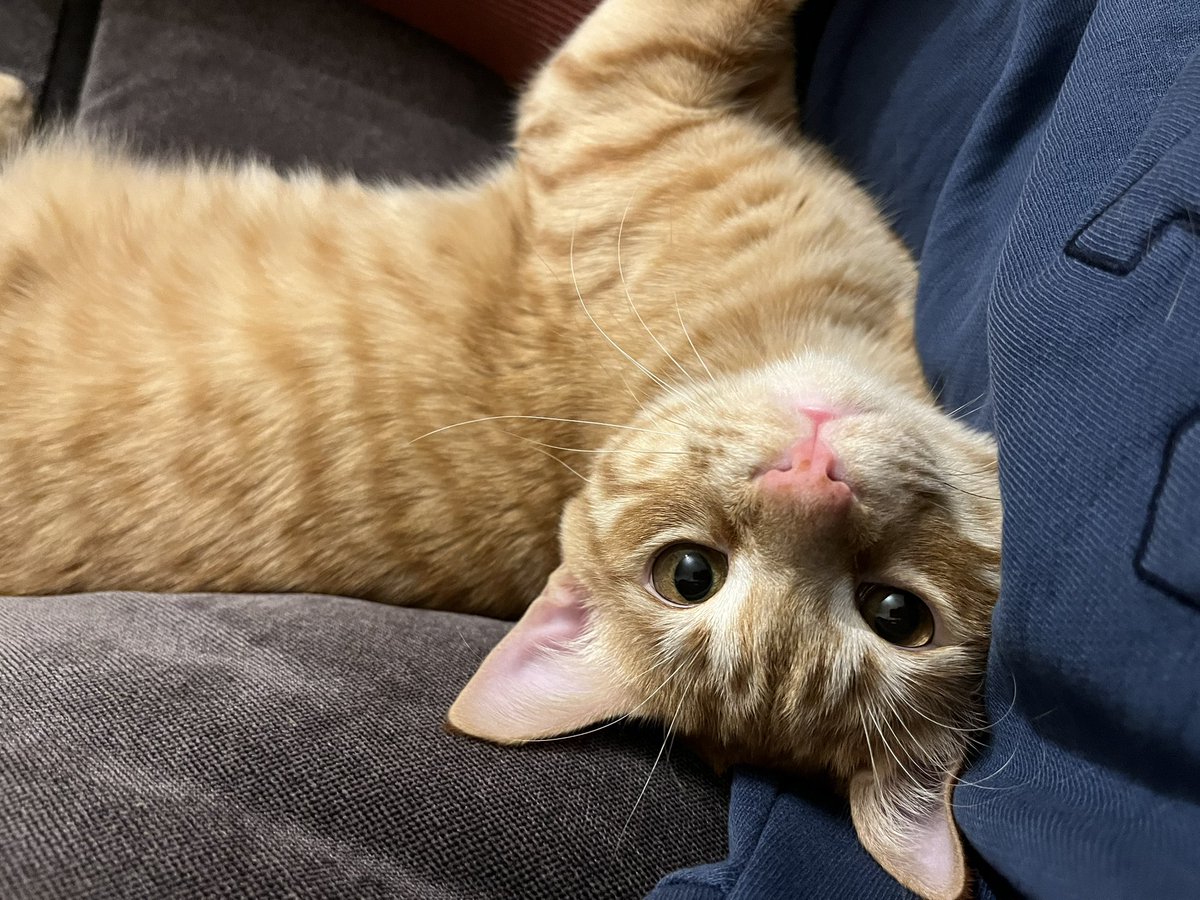 Evet var 🥹🫶🏻🧡🍊🦁🐈🎃🧶