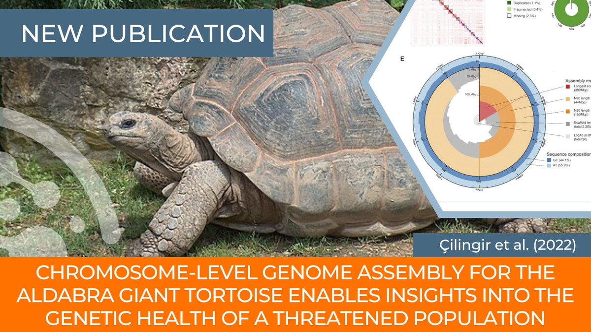 Researchers assembled a chromosome-level #genome of the Aldabra GIANT tortoise 🐢, one of two remaining giant tortoise species, with Proximo Hi-C. Congrats @fgcilingir, @danielcroll, @LeylaRiveroDav1, @NancyBunbury, @DennisMHansen, @arpatoz & team. hubs.la/Q01pD2t-0
