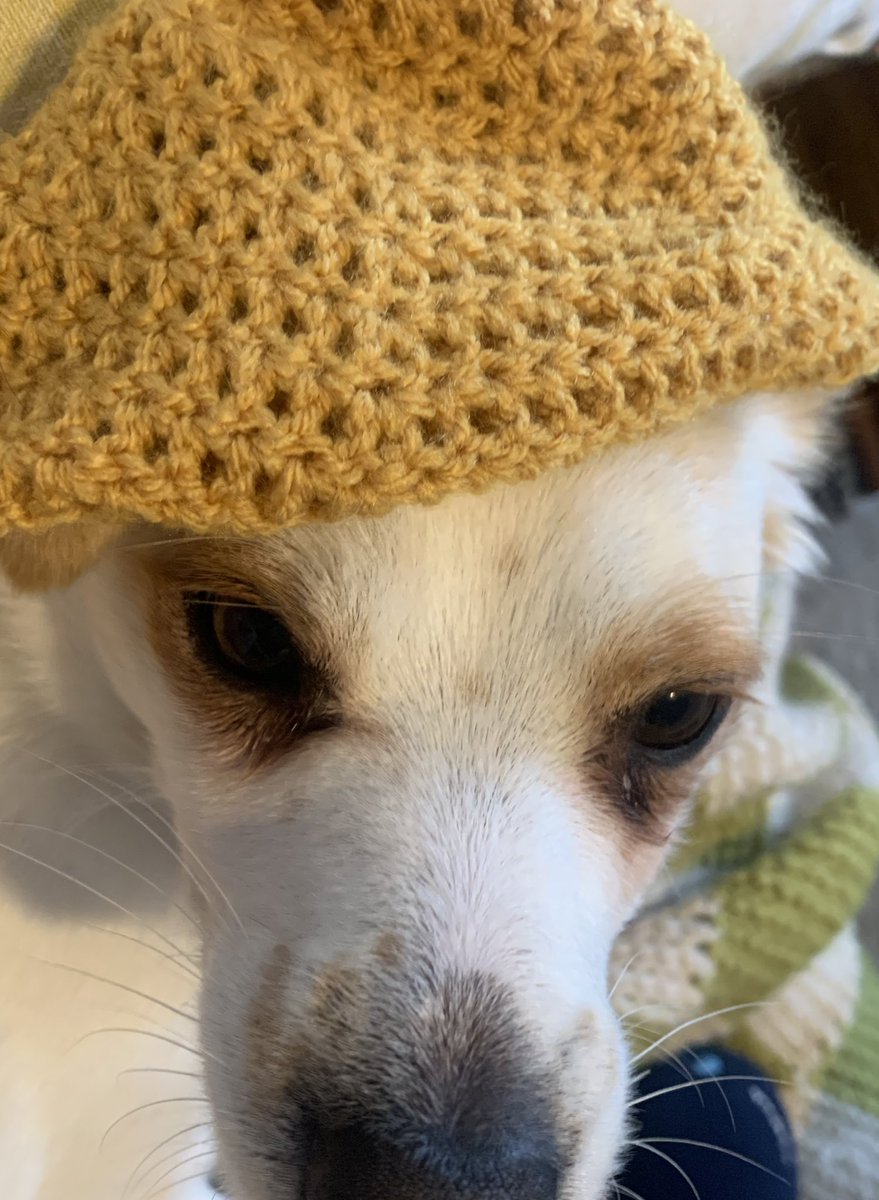 NotebooksByLisa's tweet photo. Day off school for little man today so it’s been a chill on the sofa kind of day - my key rings will have to wait. Started to make a hat. It’s at the “fits the dog” stage.
#DayOff #Crochet #LoveMakingStuff #MHHSBD https://t.co/VVxfiddn1z