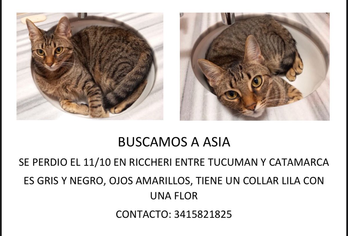 Perdida en Pichincha, Rosario. Por favor difundir