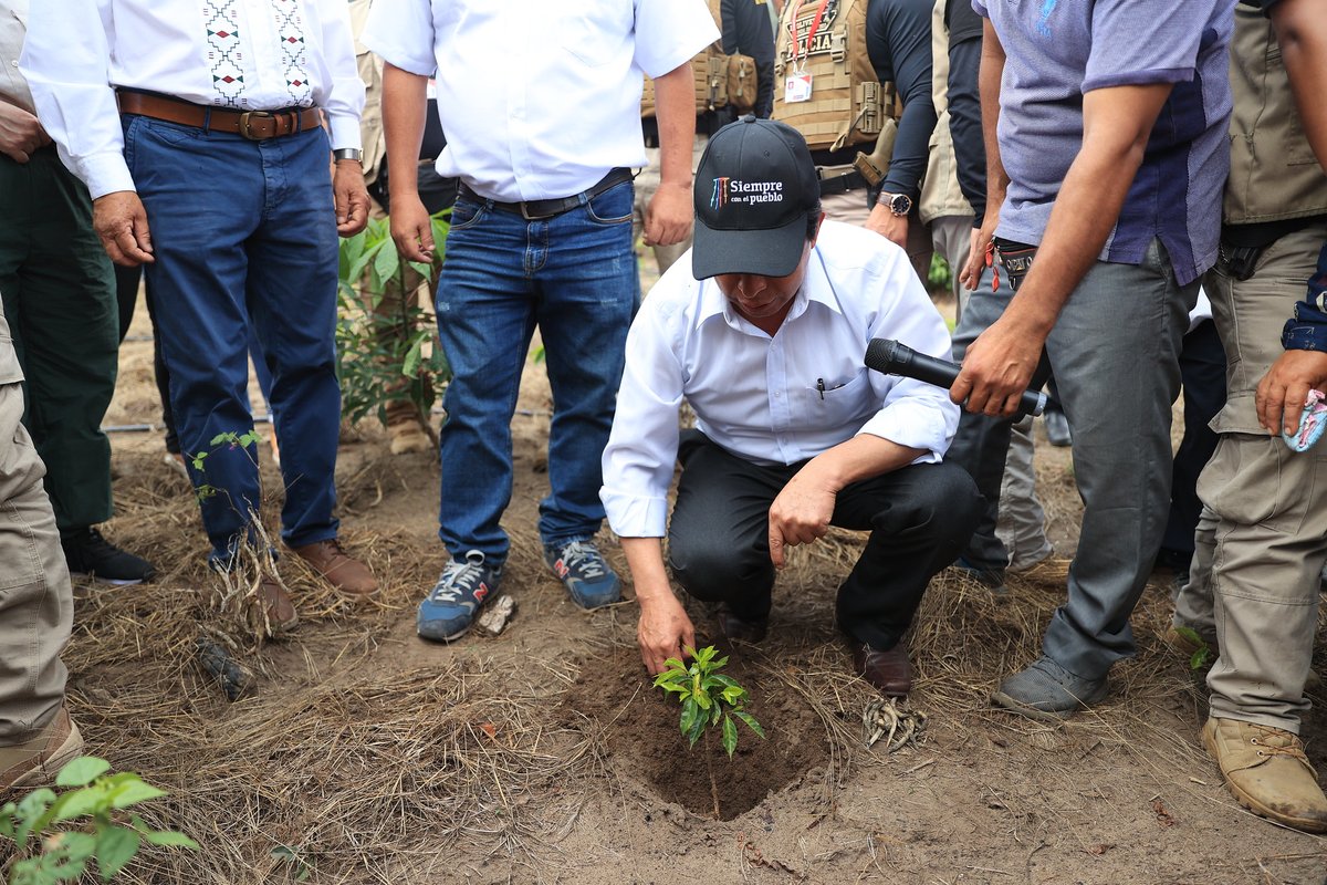 presidenciaperu's tweet photo. En el marco de la segunda Reforma Agraria, el presidente de la República @PedroCastilloTe recorrió las plantaciones de cacao y café en el Fundo "Niño Jesús" en Moyobamba, región San Martín. https://t.co/SSScC55lys