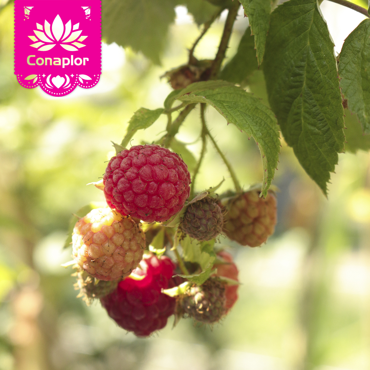 conaplor's tweet photo. En nuestro vivero no solo encontrarás hermosas flores, también delicios frutos como estas frambruesas. 😋😋🍇

#Conaplorestuconexiónconlanaturaleza
 #Tusuperdeplantas #plantlovers #plantas https://t.co/7UlNqfke7h