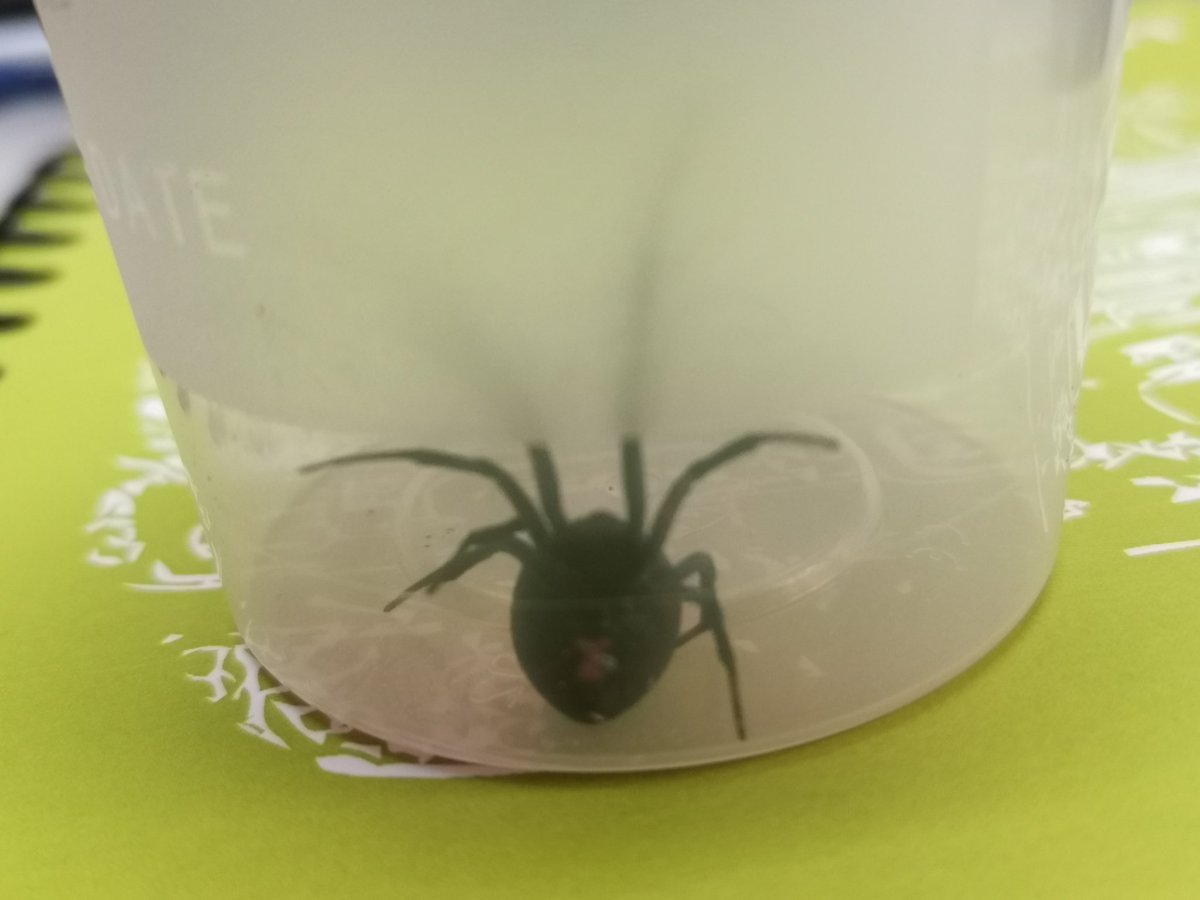 AlphaRam04's tweet photo. @Arachno_Cosas en donde será un entorno seguro para reubicar a esta belleza? https://t.co/5NCKeVZkBy
