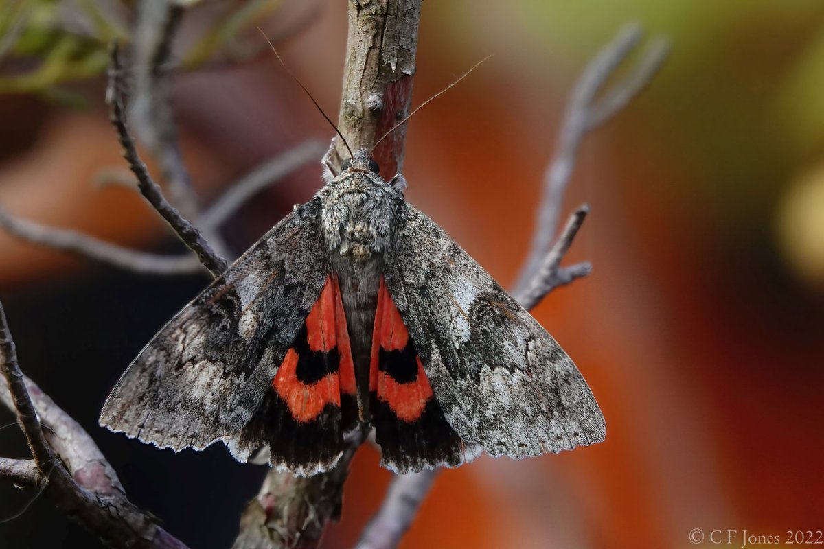 Red Underwing @BC_WestMids @savebutterflies @WorcsWT @BritishMoths