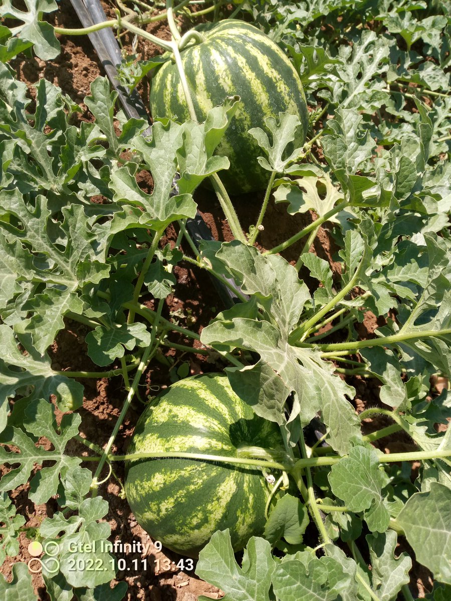 Muranga Sebastion tweet media