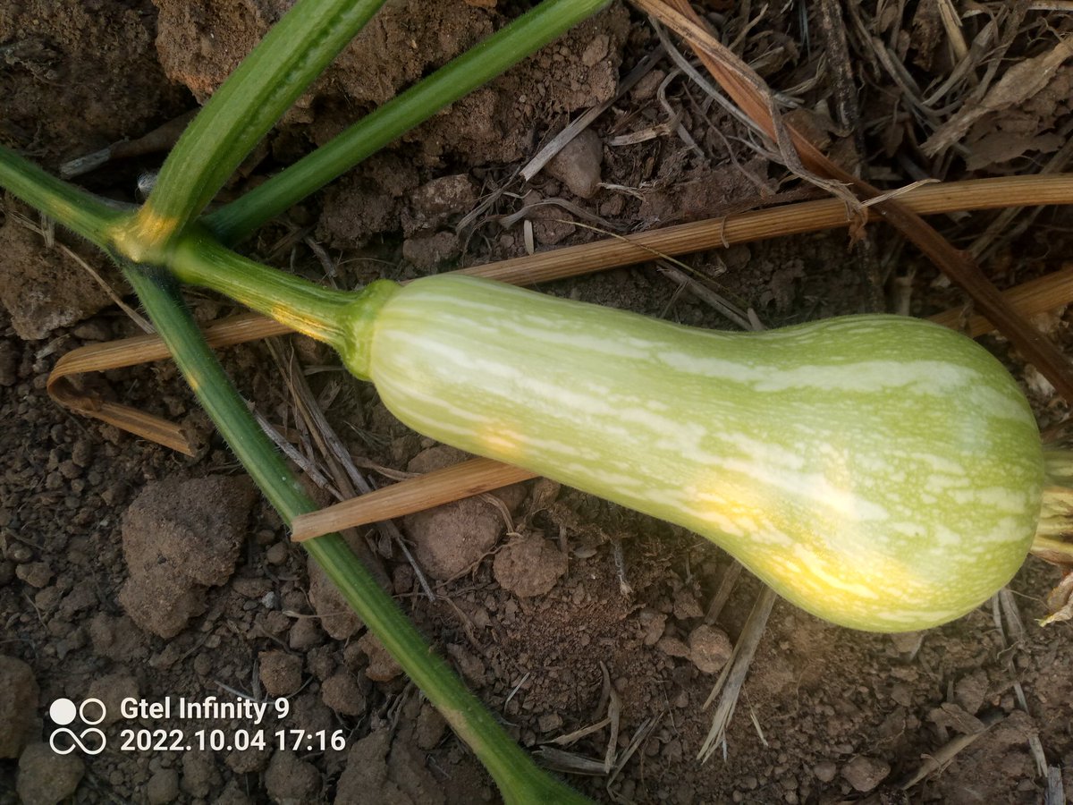 Muranga Sebastion tweet media