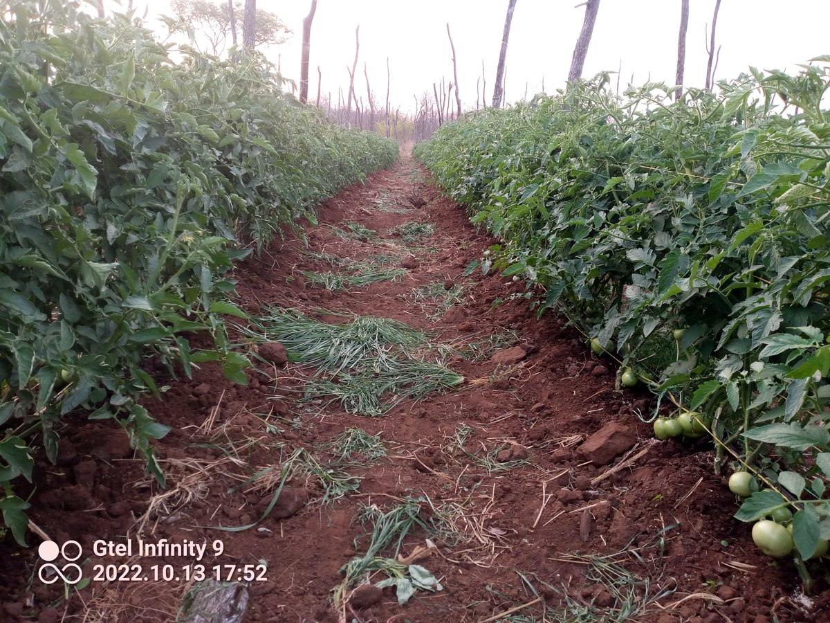 Muranga Sebastion tweet media